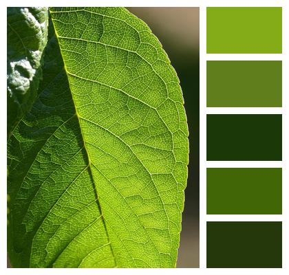 Ramifications Leaf Vegetable Background Image